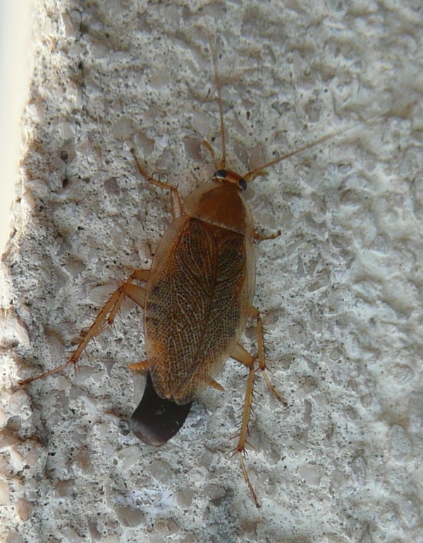 Ectobius cfr  vittiventris